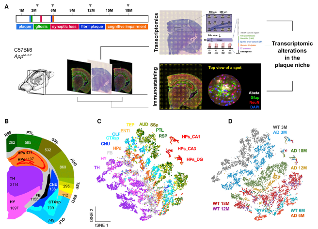 成年 AD 小鼠大脑的空间解析转录组谱