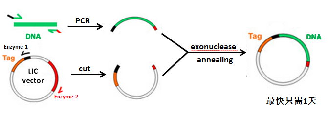 基因克隆(图1)