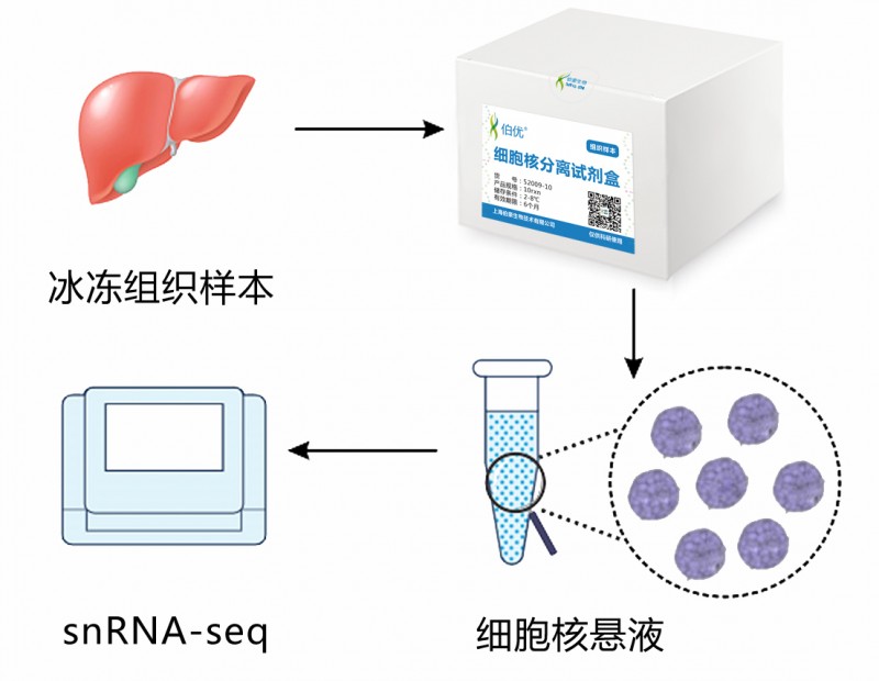 伯豪生物单细胞核转录组测序科研流程图