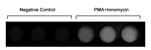 NFAT activity assay