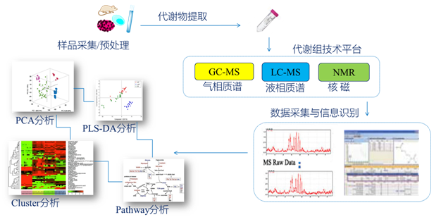 非靶向代谢组实验流程图