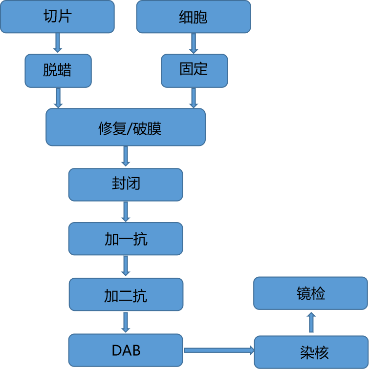 石蜡/冰冻切片免疫组化(图1)