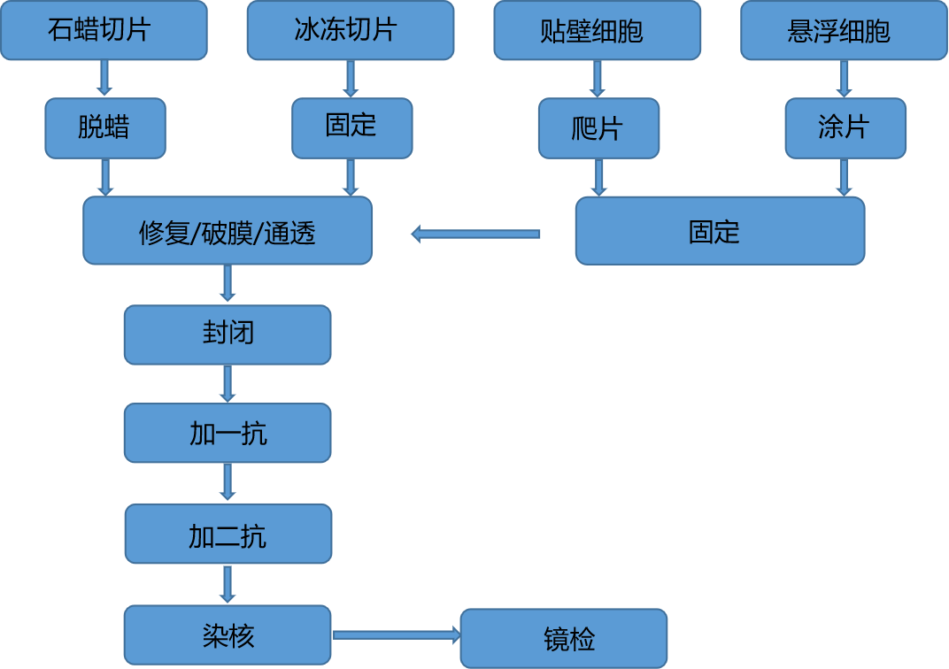 石蜡/冰冻切片免疫荧光(图1)