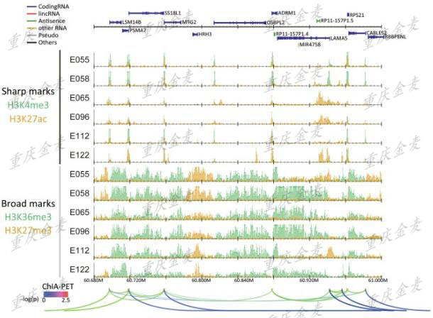 ChIP-Seq.jpg