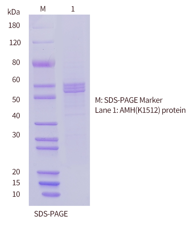 SDS-PAGE-of-AMH