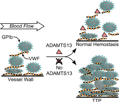 Pathogenesis-of-idiopathic-TTP-caused-by-ADAMTS13-deficiency-Multimeric-VWF-adheres-to.png