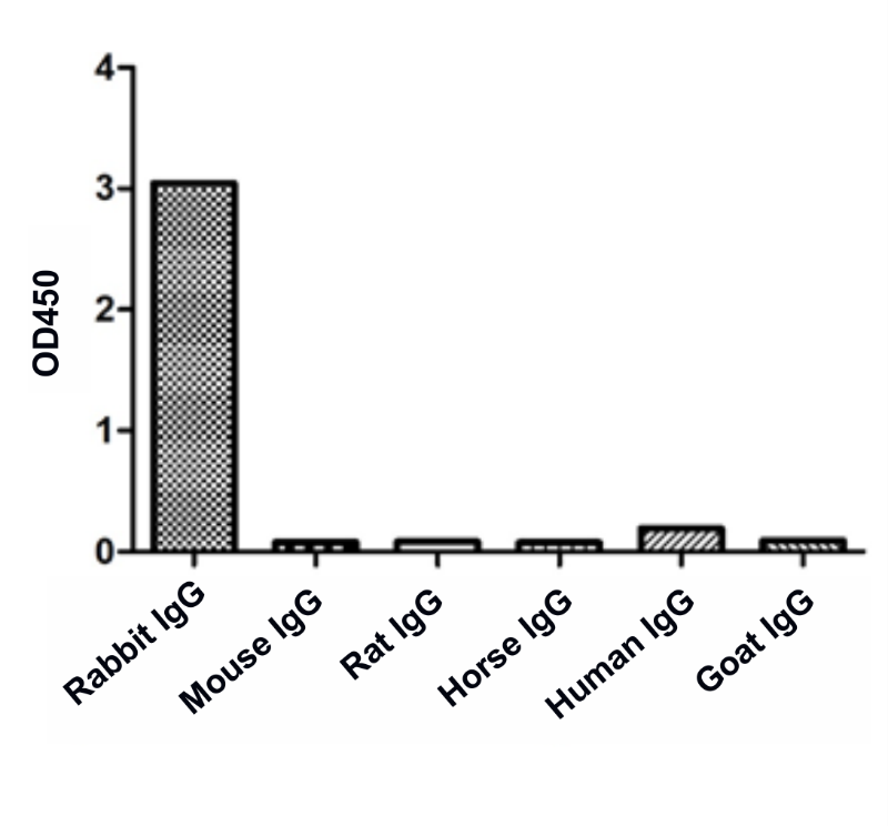 ELISA of specificity for different species of IgG-Anti-Rabbit IgG(Fcγ Fragment specific), AlpSdAbs® VHH  
