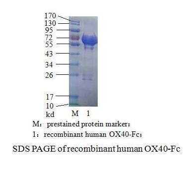 人OX40(图2)