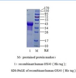 人OX40(图1)