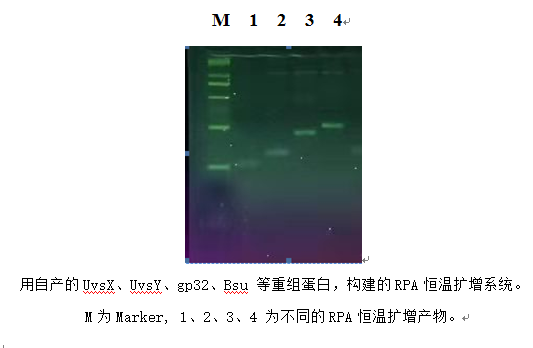 Bsu DNA聚合酶大片段 (图1)