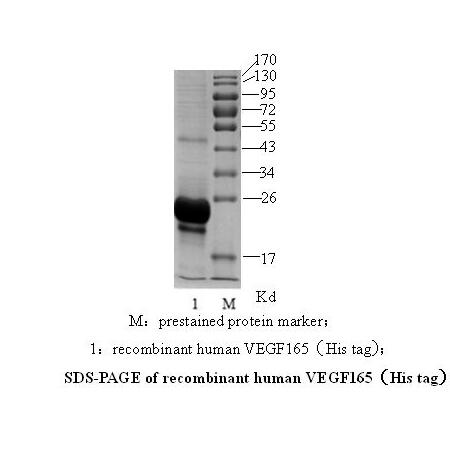 血管内皮生长因子 （VEGF165）(图1)