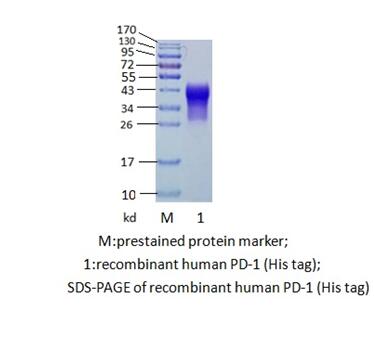 人PD-1 （ Programmed Cell Death Protein 1）(图1)